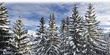  Luxury ski chalet mount snow rentals 